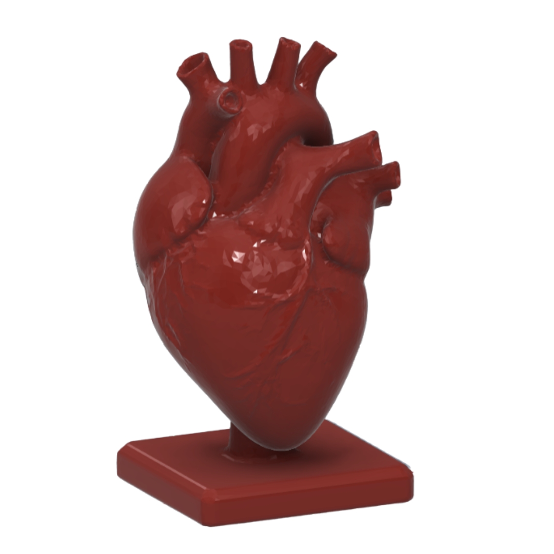 HemoLoop 3D Cardiac Simulator
